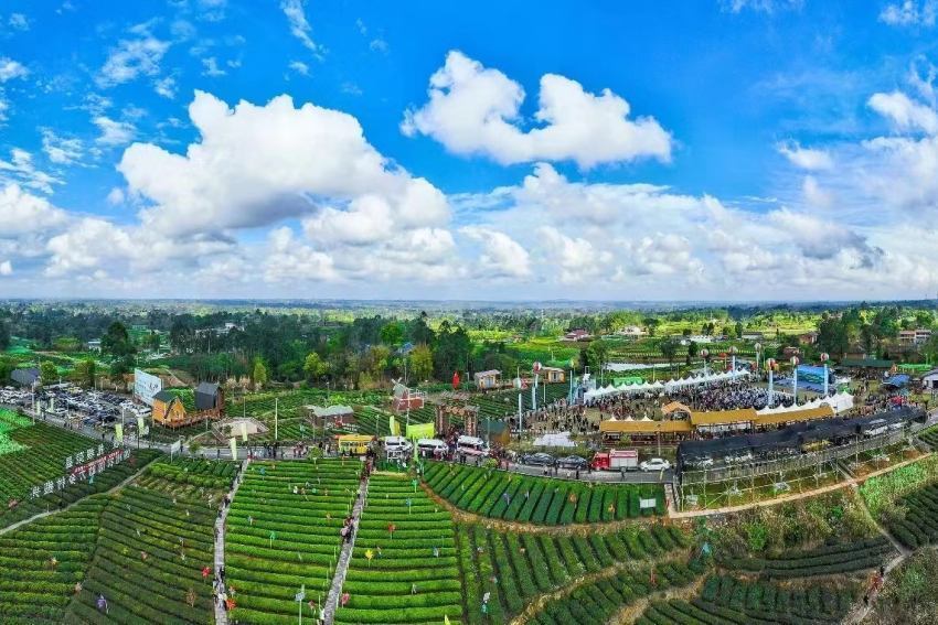 擦亮"中国花茶之乡"金字招牌 自贡荣县让茶更香,民更富