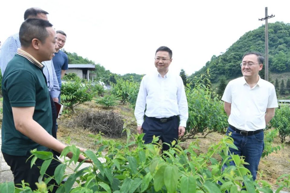 产业振兴是乡村振兴的重中之重,黄伟来到坪乐镇郑教坪烤烟种植示范