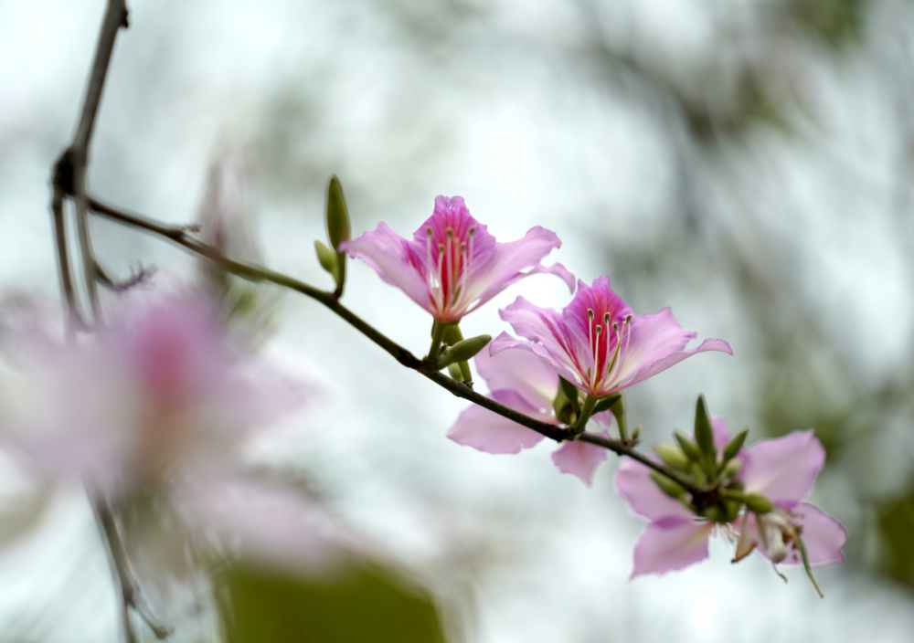 柳州春天的景象紫荆花图片