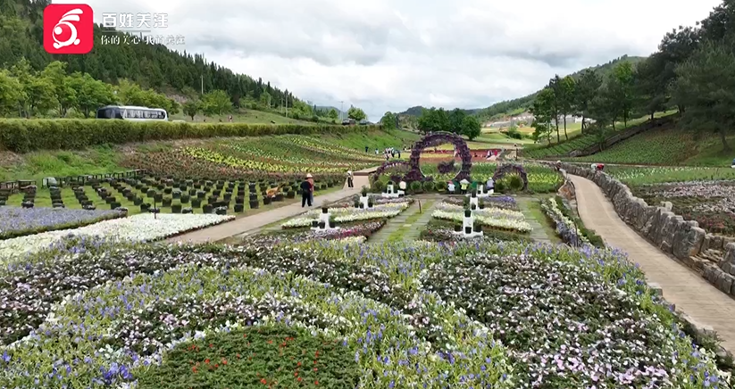 开启浪漫花海旅游季!贵州麻江500亩金鱼草热情绽放