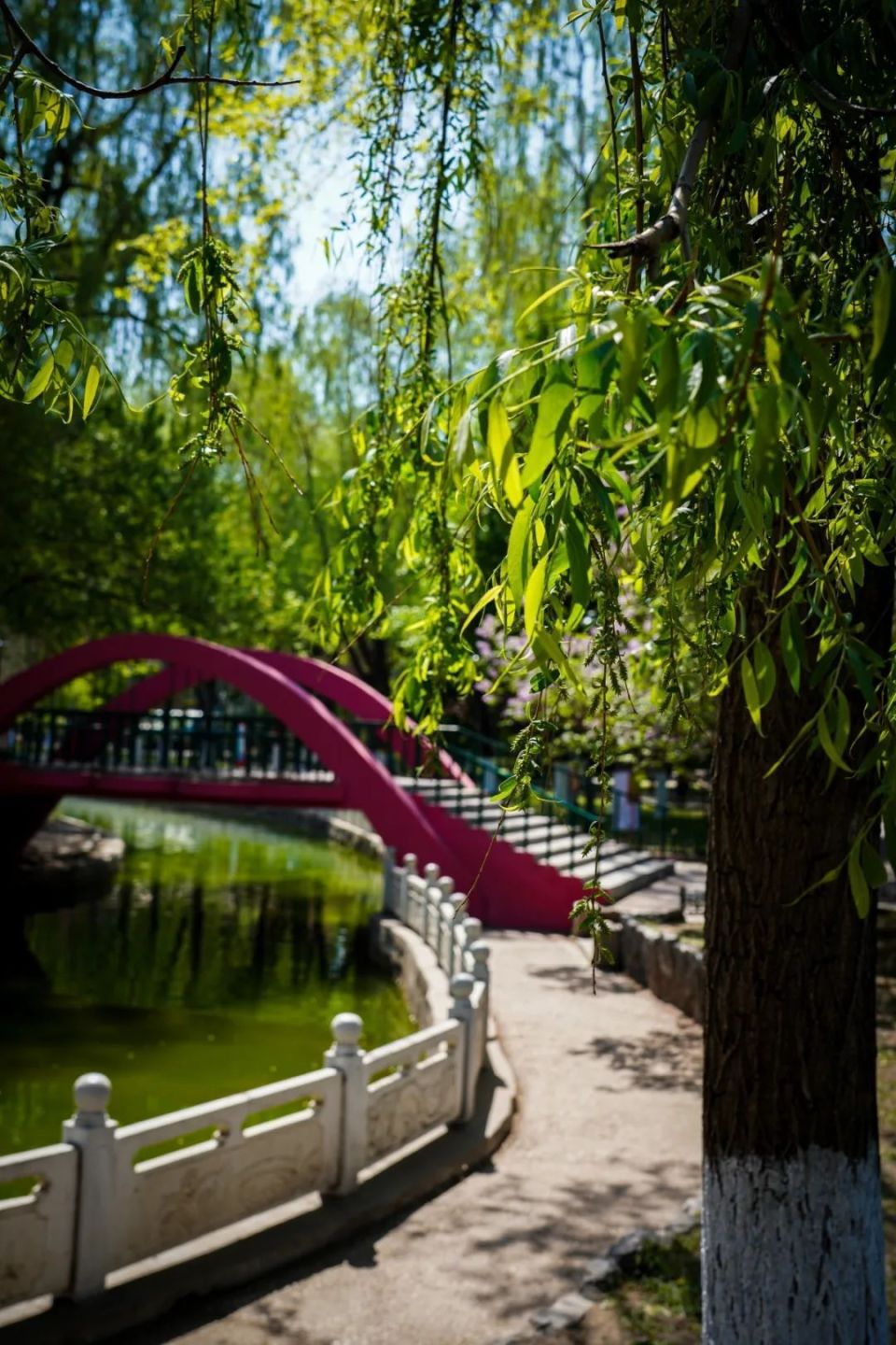 【香坊真香 · 鸟语花香】尚志公园丨家门口的"散心地"  居民收获"