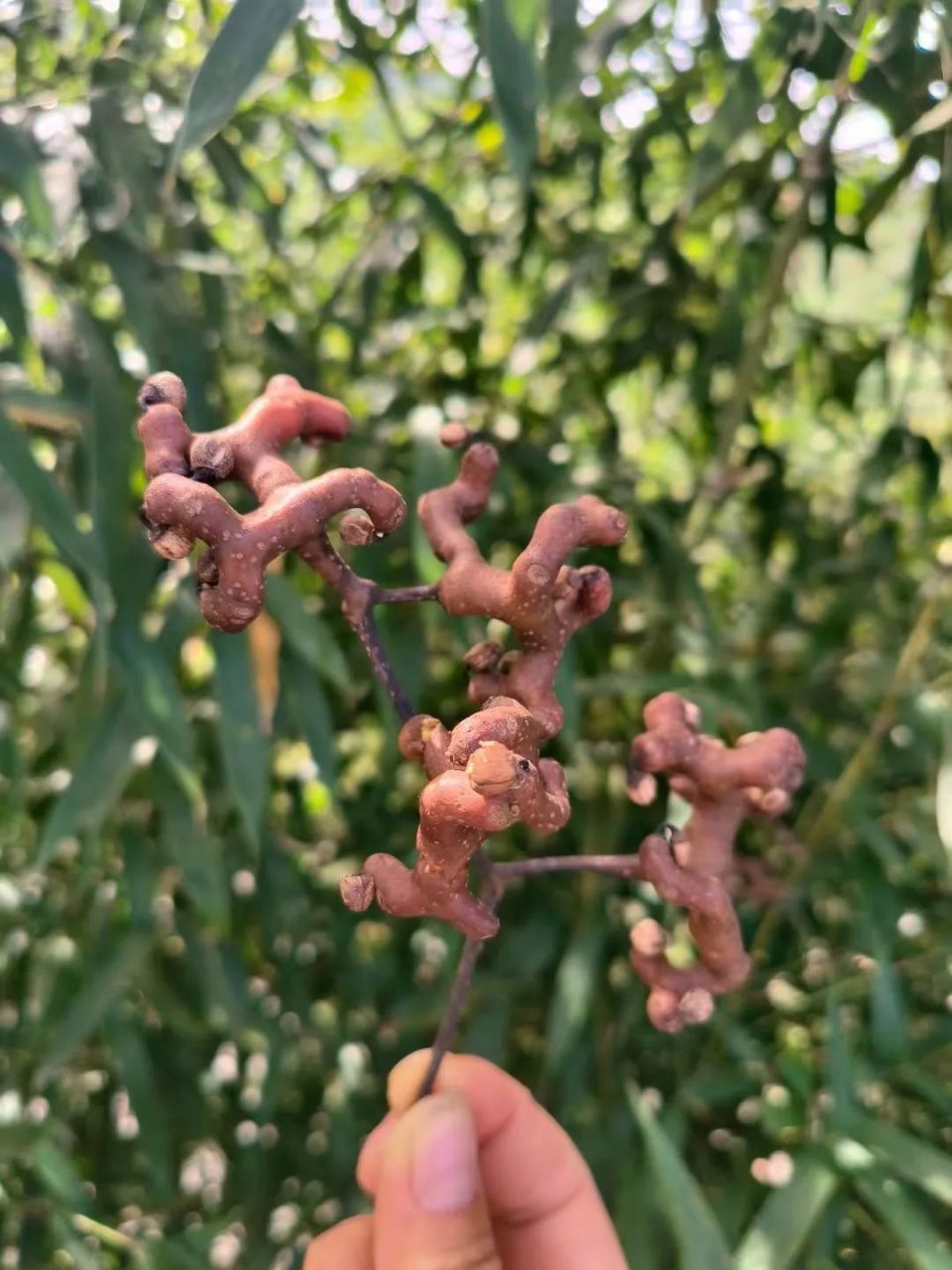 女子晒出一张照片,勾起无数杭州人回忆:以前满地捡,现在找不到了