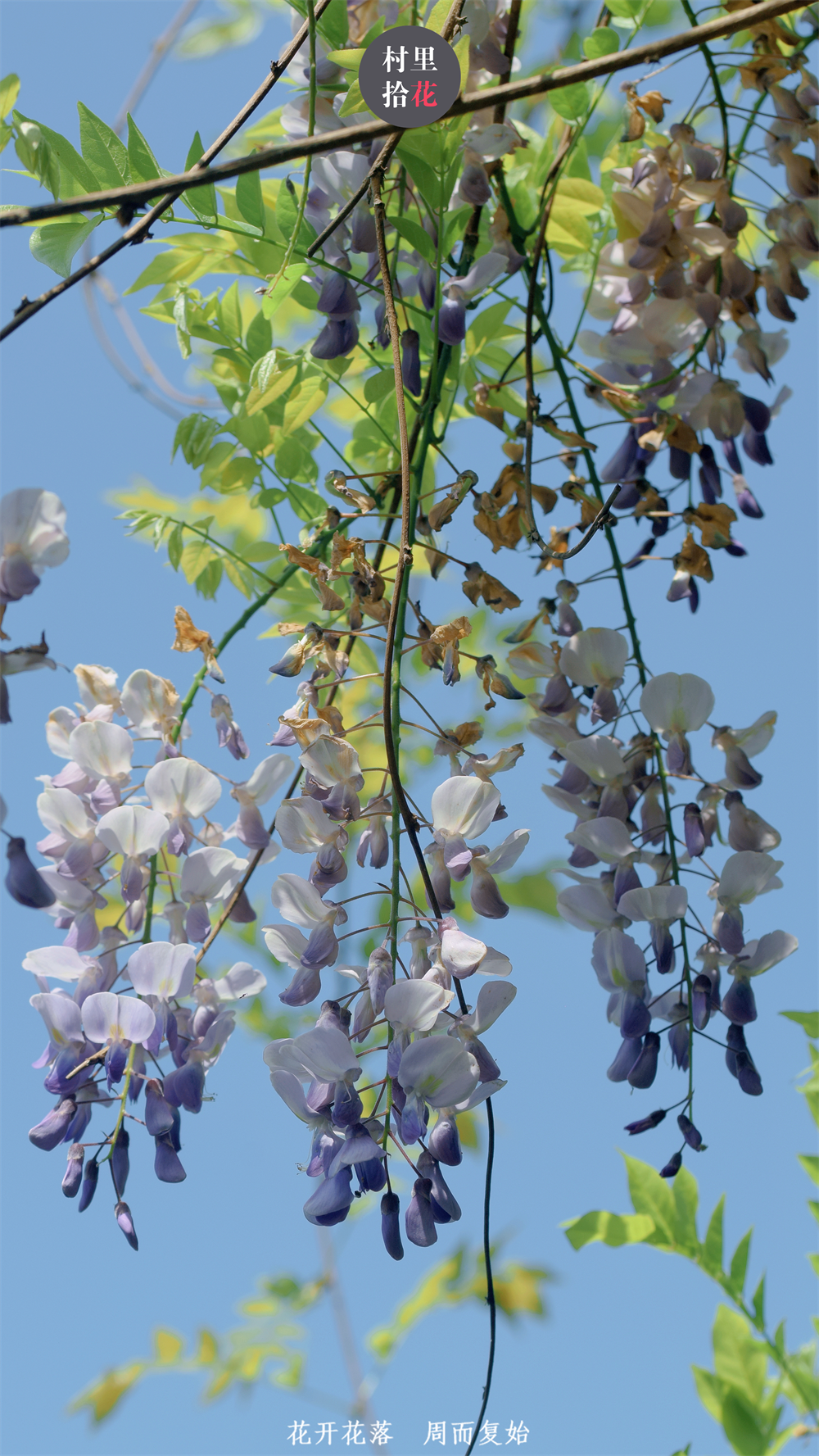 等到紫藤花开,你就该知道春天已经进入了倒计时.