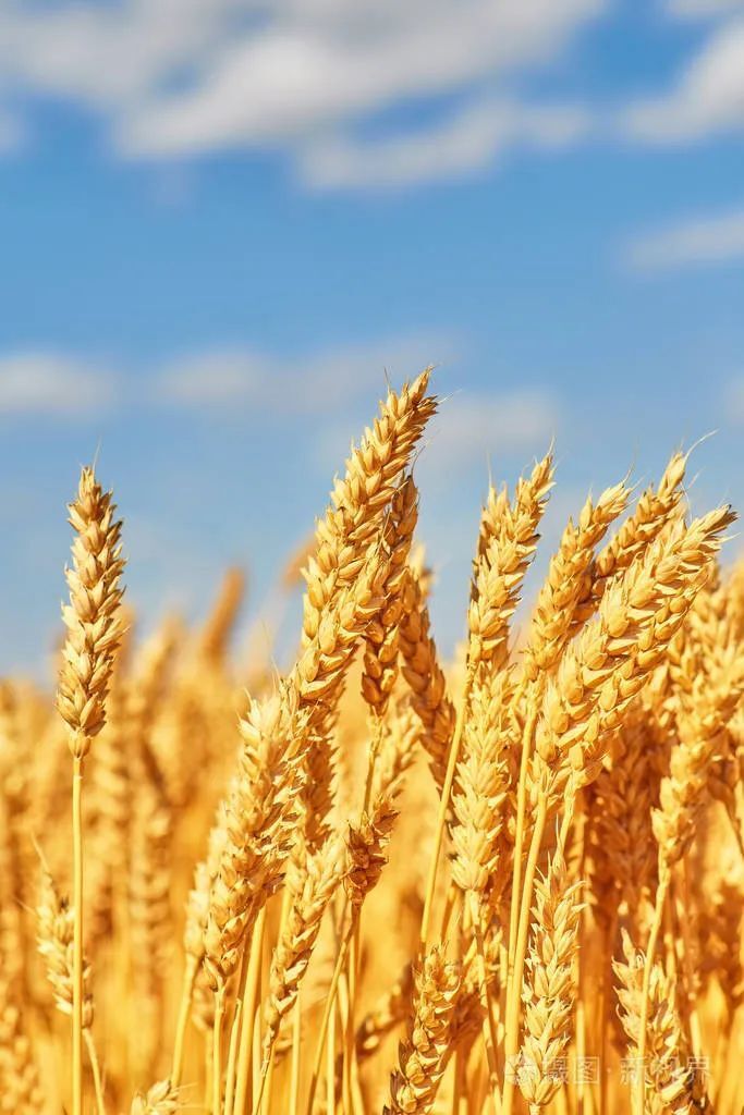 【飞花令】风吹麦浪便是诗『明月几时有』(204)