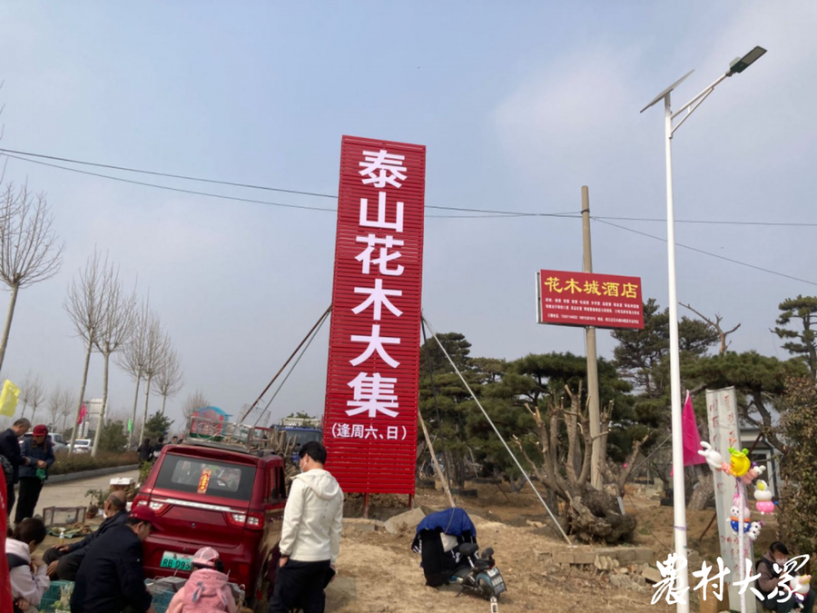 泰山花木大集正式开集