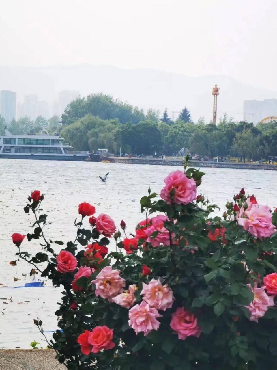 莫里斯"光是这一拨充满浪漫气息的名字都让人回味无穷忍不住驻足观看