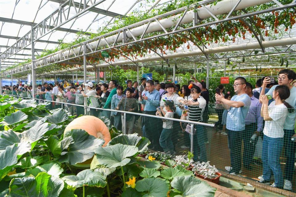 五号馆选取寿光优良蔬菜品种,集中展现寿光蔬菜园艺景观,将功能性蔬菜