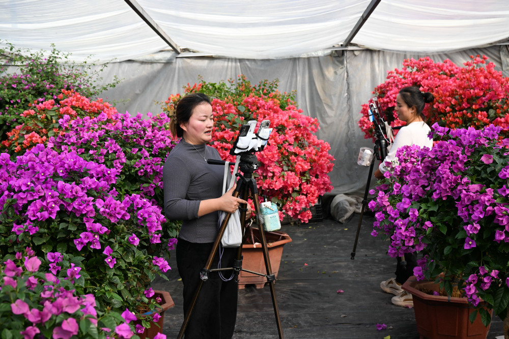 江苏沭阳花木之乡的美丽经济