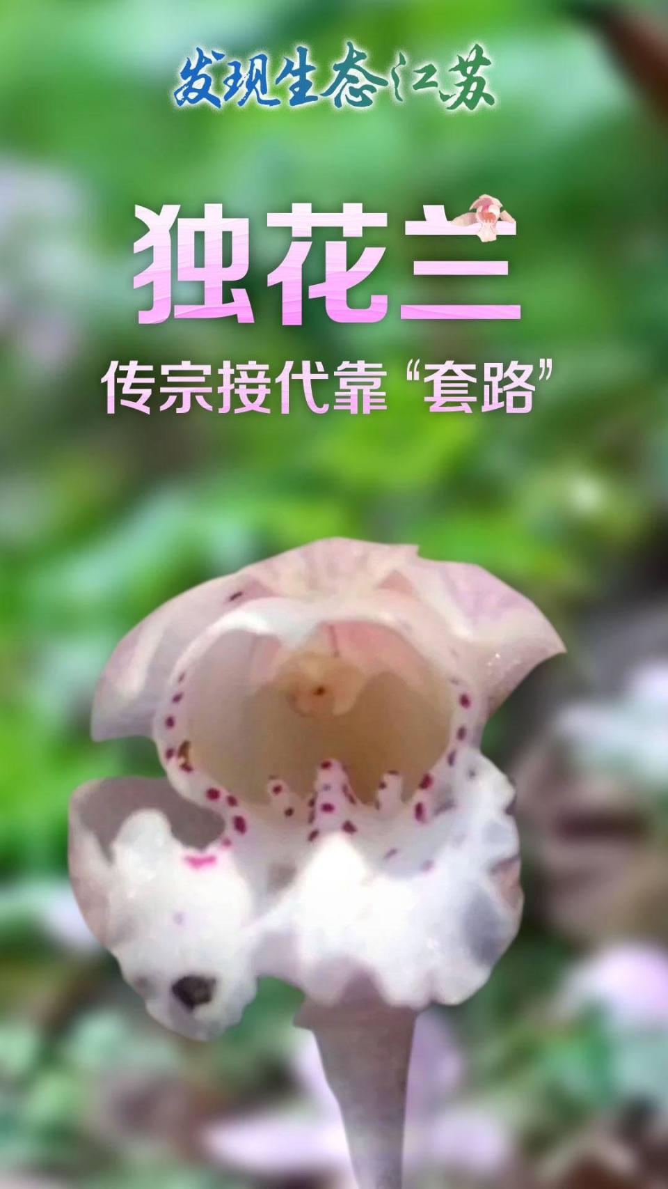 “神奇物种”在江苏 |独花兰，传宗接代靠“套路”_腾讯新闻