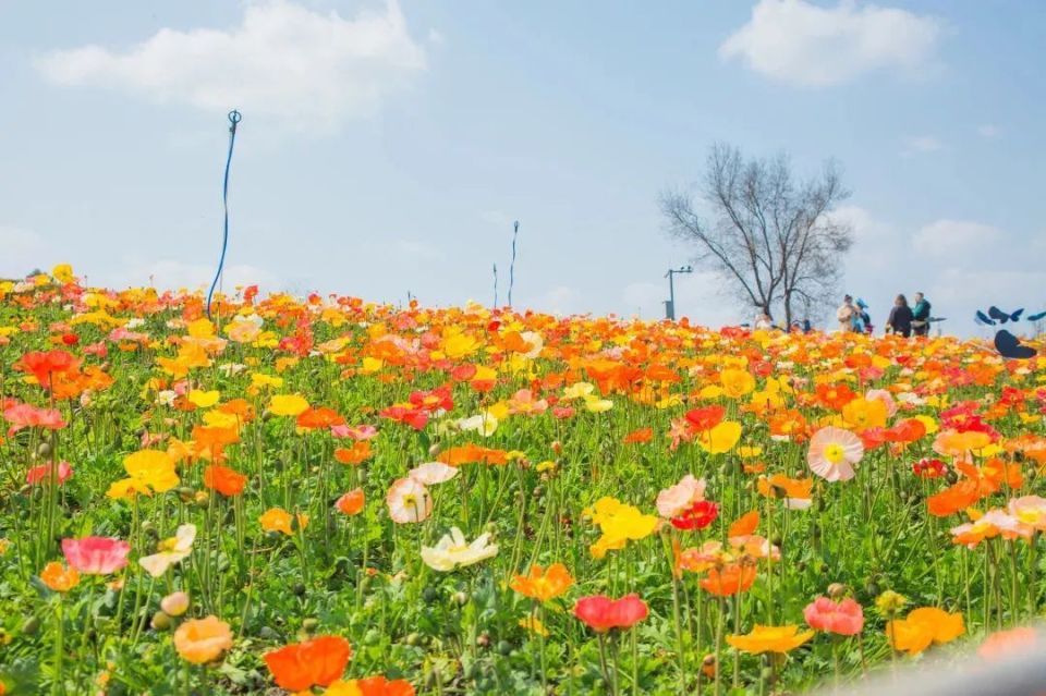 蓬溪天福万象花海电话图片