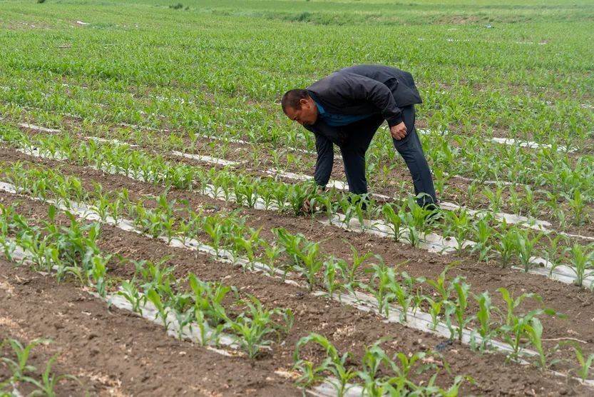 沁城乡:"制种玉米"产业  绘就"新质生产力"发展新路