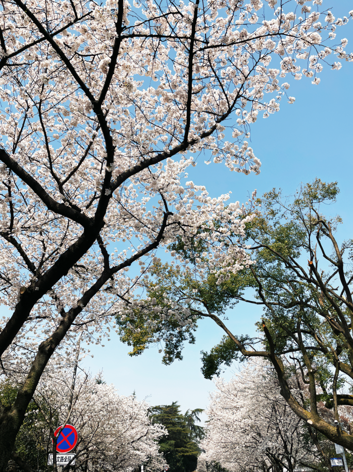 共赴春日好风光前往校园观赏,拍照一树树樱花吸引了众多游客作为武汉