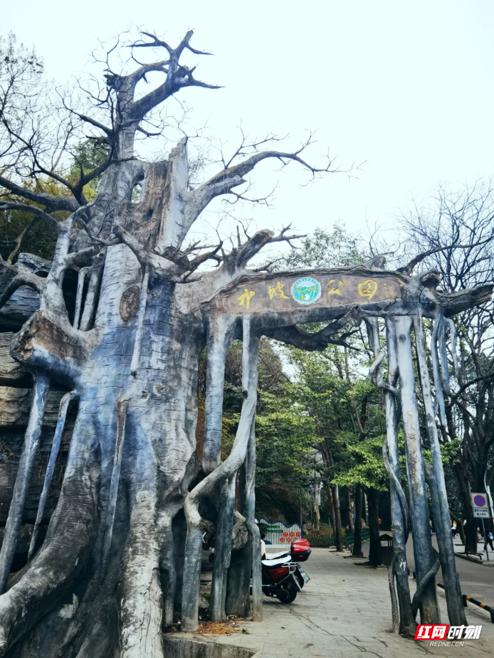 好评中国丨怀化:落"樱"缤纷!鹤城中坡山这场"樱花雨"美极了