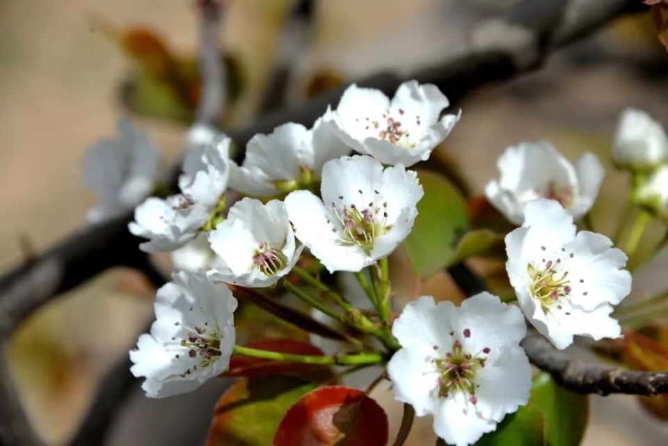 4月18日！陇西县首阳镇梁家营村第二届梨花节开幕！_腾讯新闻