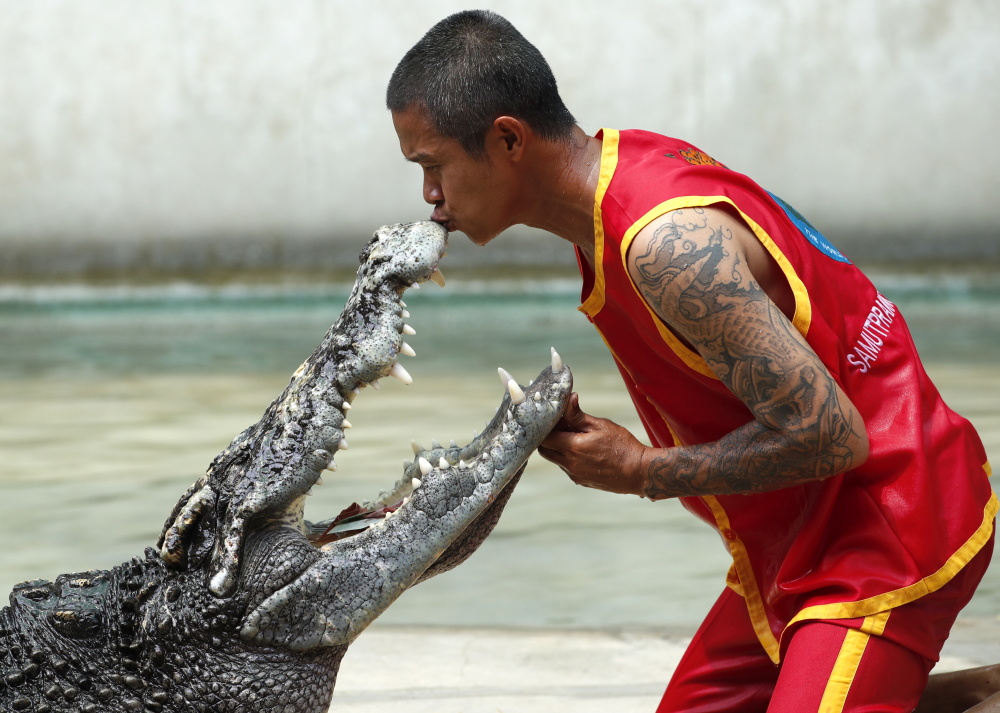 在泰国沙没巴干府的沙没巴干鳄鱼农场,一名演员与鳄鱼互动表演