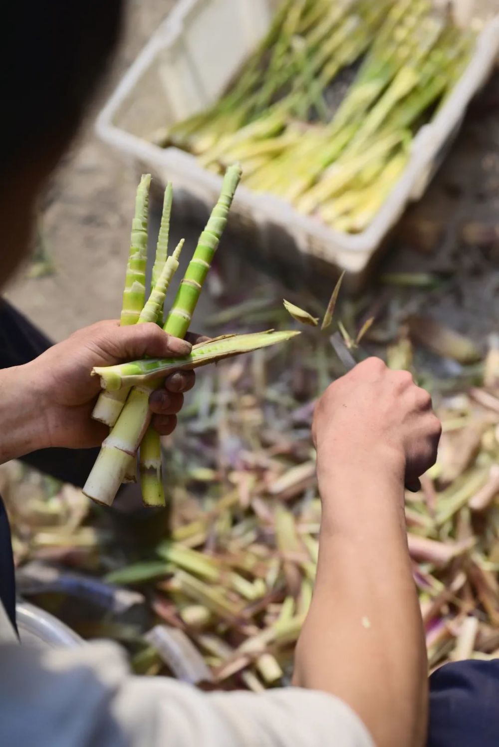 2000米高原上“夺笋中之冠”，好原料造就好味道，他们是认真的！_腾讯新闻