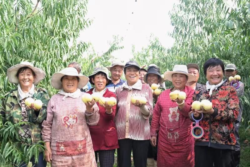 肥城市桃园镇:做优肥桃"土特产"文章,奏响乡村振兴最强音