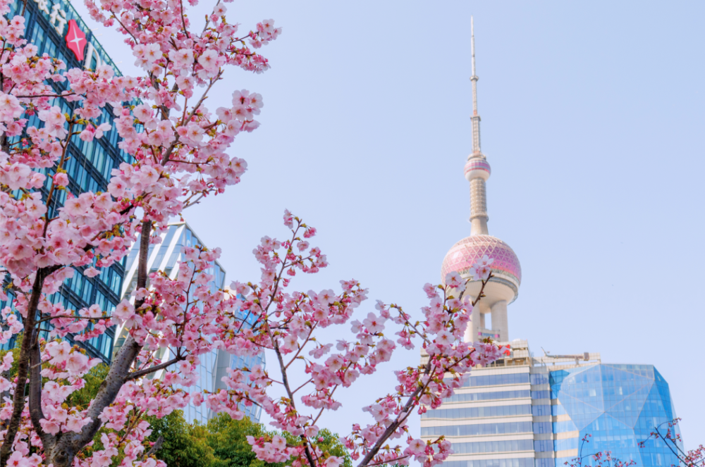 樱花金海湿地公园(金海路外环高速)世博文化公园(济坤路100号)临沂