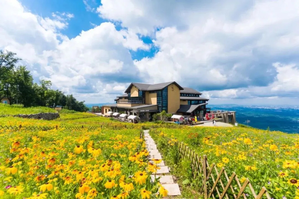 夏天的万科松花湖变身金色花海,漫山遍野的金光菊在阳光下摇曳生姿.