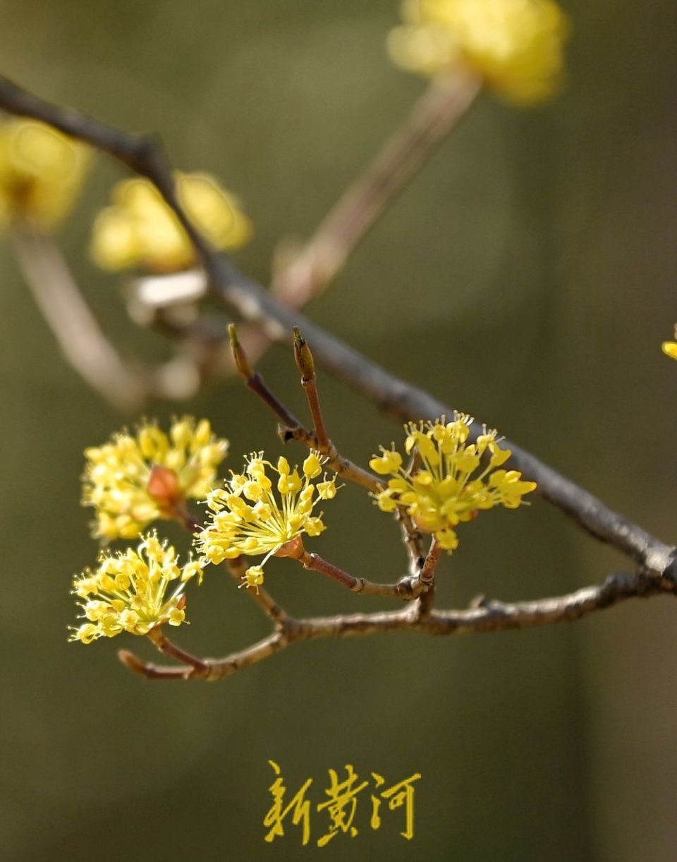 济南千佛山上茱萸花暖阳中绽放 | 新黄河镜相