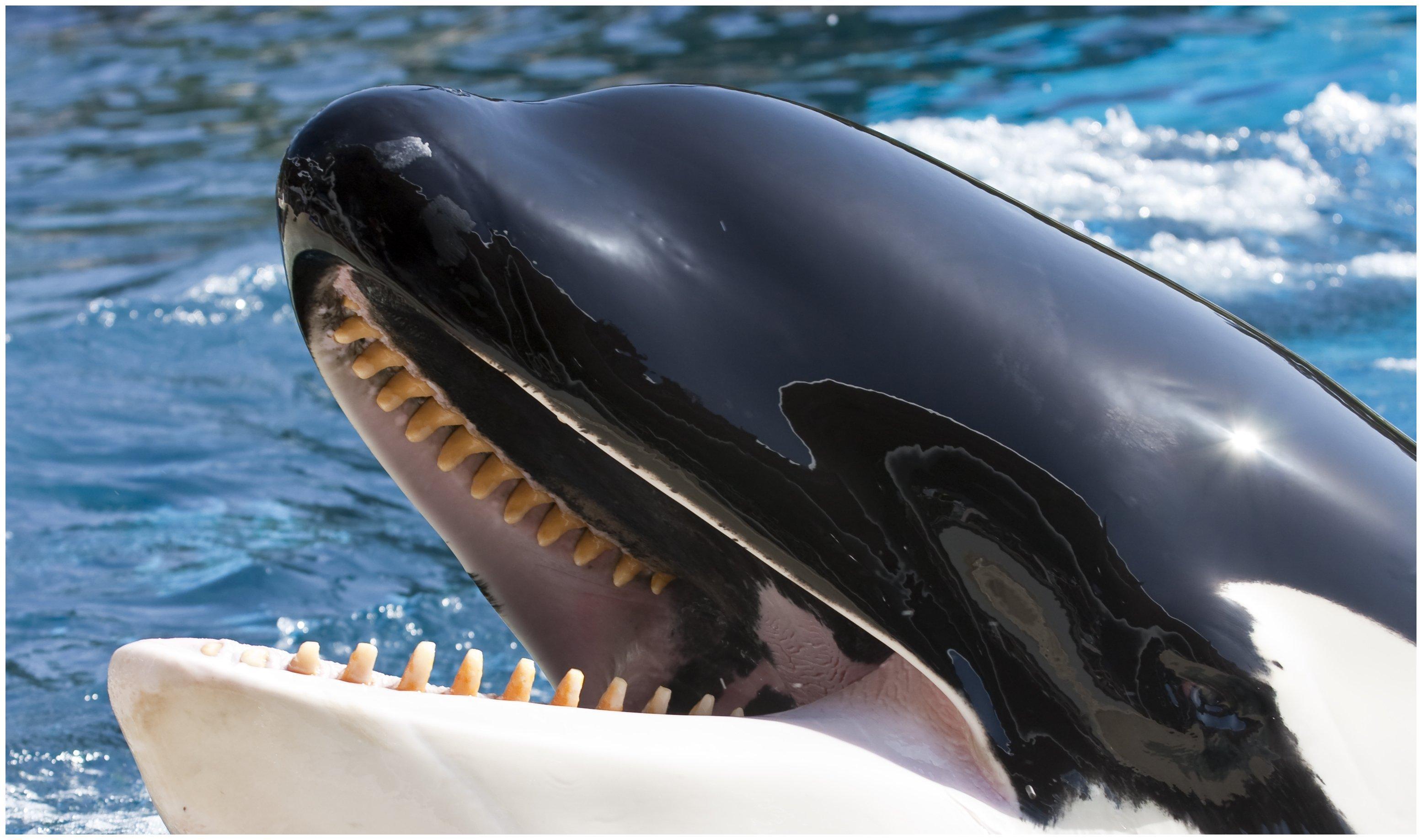 回顾：最挑食的动物，虎鲸只吃鲨鱼肝、灰鲸舌，凭啥这么挑食？ - 腾讯云开发者社区-腾讯云