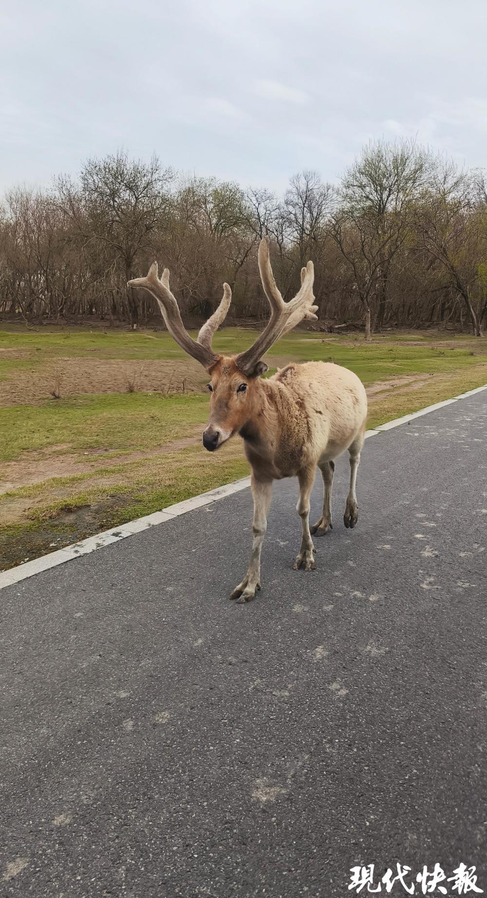 在盐城大丰偶遇麋鹿群过马路,网友:不愧是"东方肯尼亚"