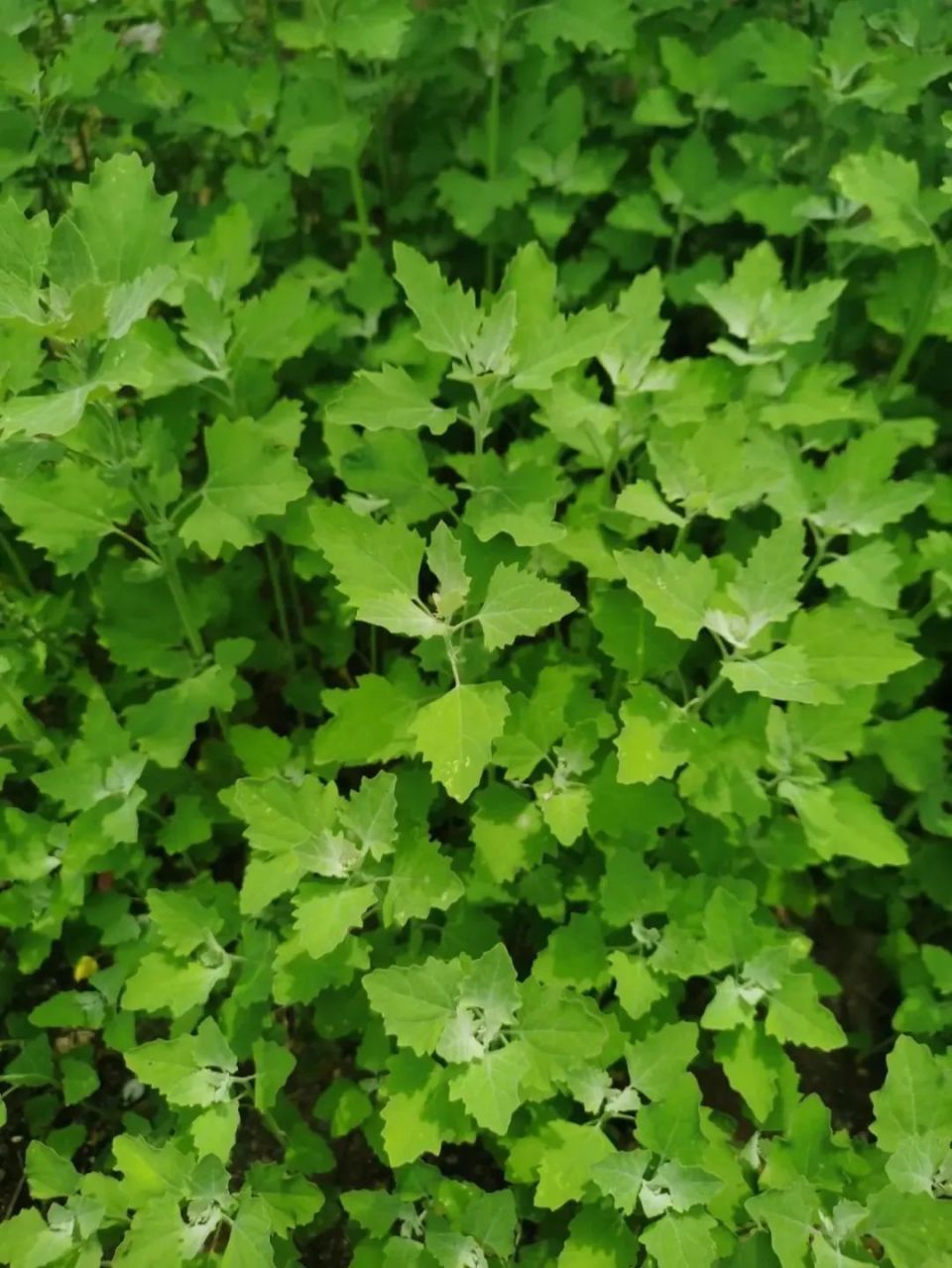 万物有灵 | 贫贱落藜漫荒野——灰灰菜