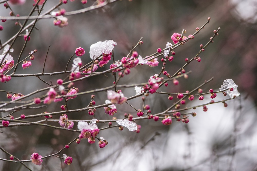 雪中红梅更娇艳