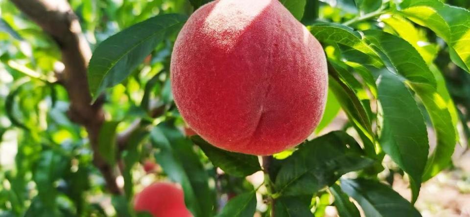 一棵棵挂满果实的桃树沉甸甸地弯着腰,煞是喜人.