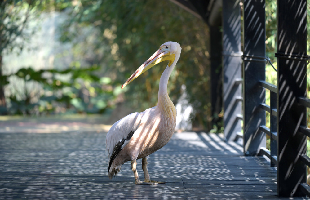 自由飞翔 温暖栖息:非洲鹈鹕安家大湾区_腾讯新闻