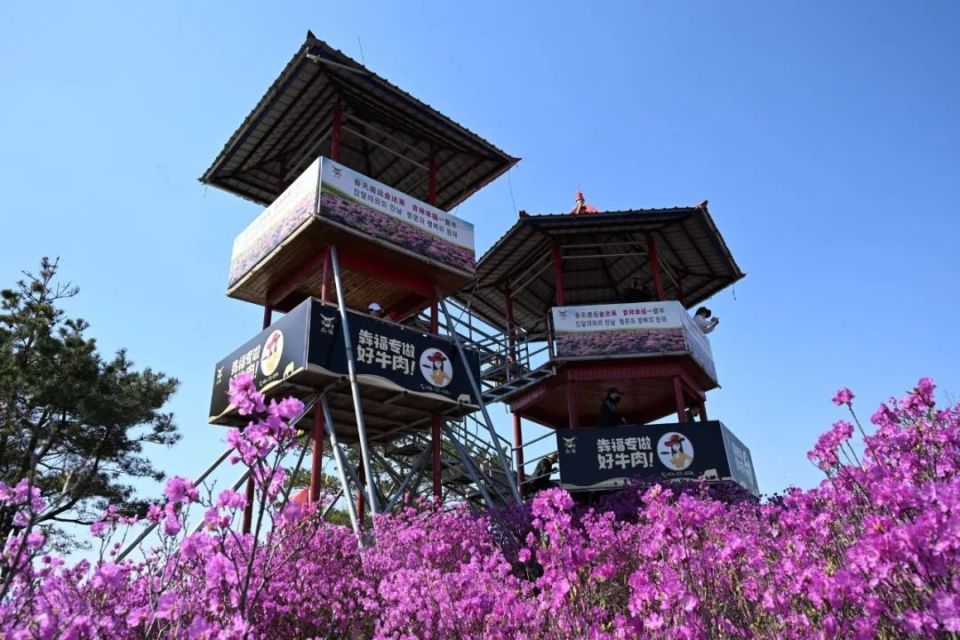 龙井市犇福金达莱花海迎来最佳赏花期——百亩金达莱花迎春怒放