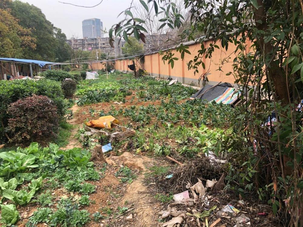 武汉洪山街道景江社区：携手共植友谊树，菜地变身成花园