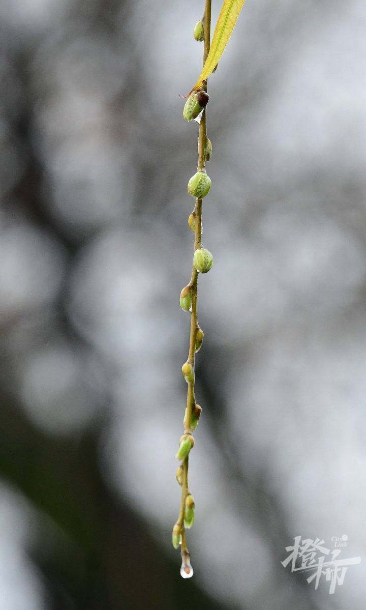 立春，春打五九尾！2024龙年是“无春年”，下一个“立春日”要等到2025蛇年啦_腾讯新闻