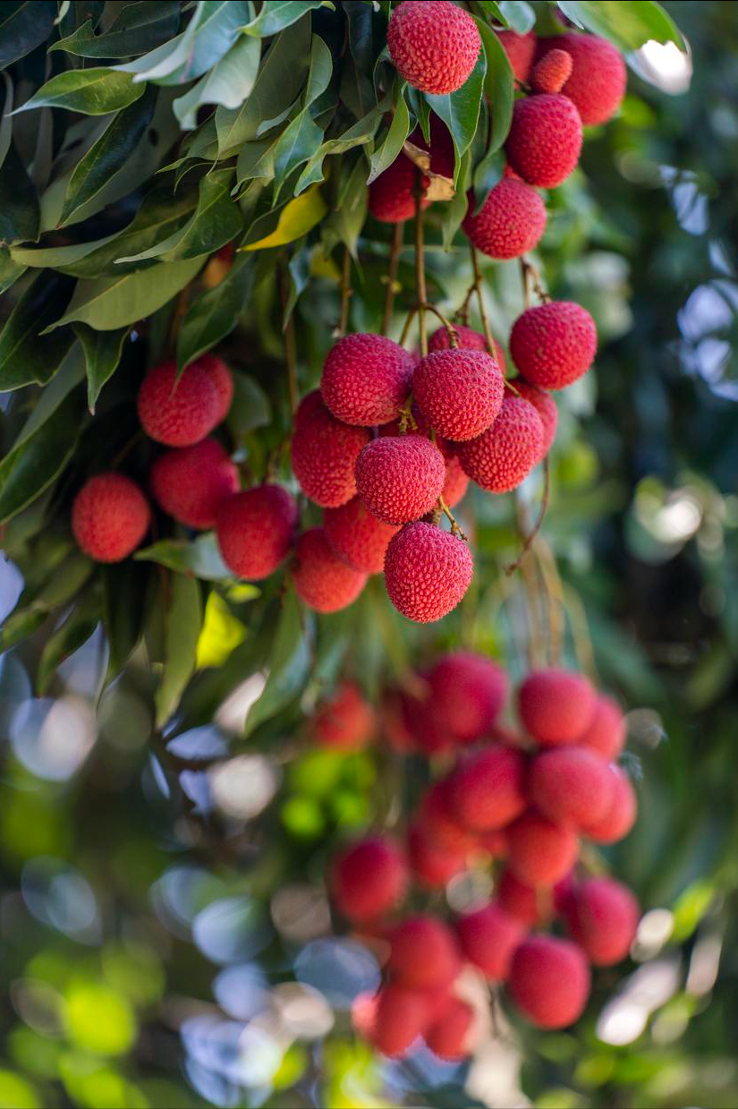 广东荔枝最好吃的10个地方,广东人说的!