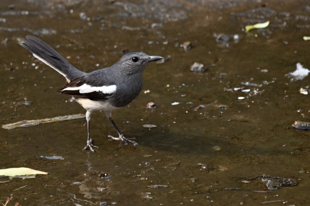 新发现4种鸟类 北京陆生野生动物增至612种