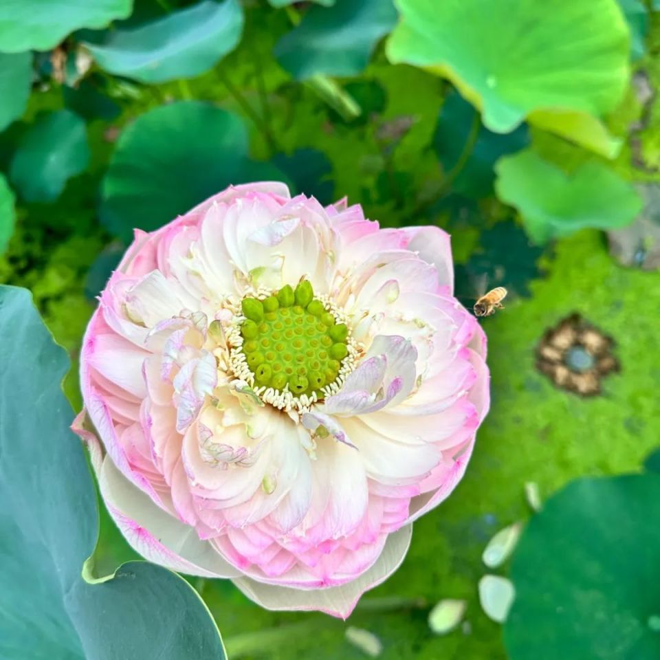 妈妈的莲花头像又双叒上新啦