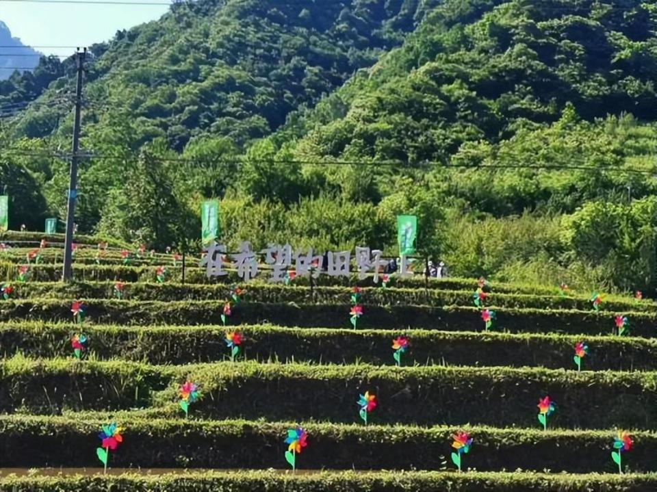 太白县举办黄柏塬第二届郎坝稻田插秧活动