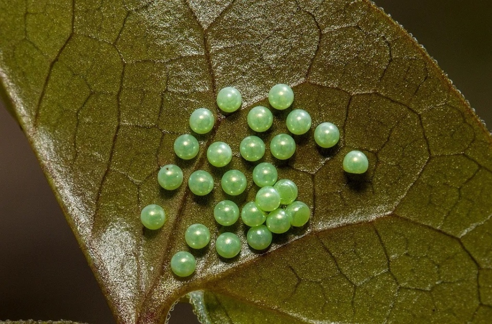 春暖花开,珍稀蝶种中华虎凤蝶又有了新后代_腾讯新闻