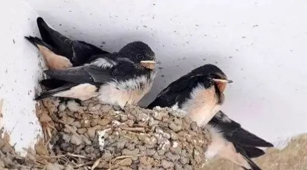 「作家新干线·散文」李关山|燕子归巢