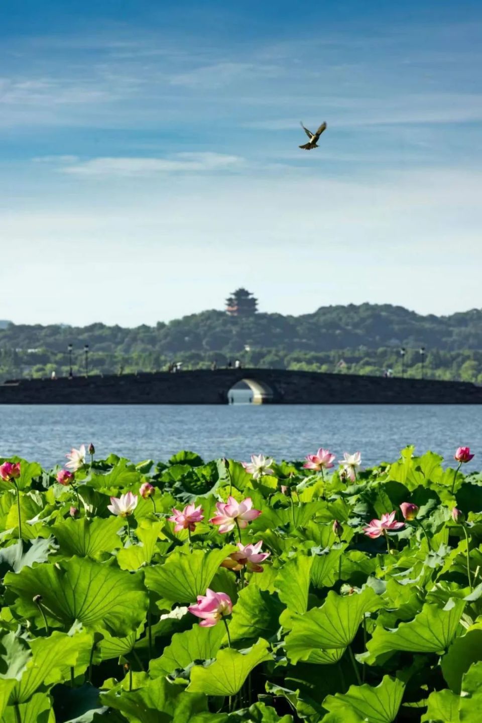 杭州西湖天气图片