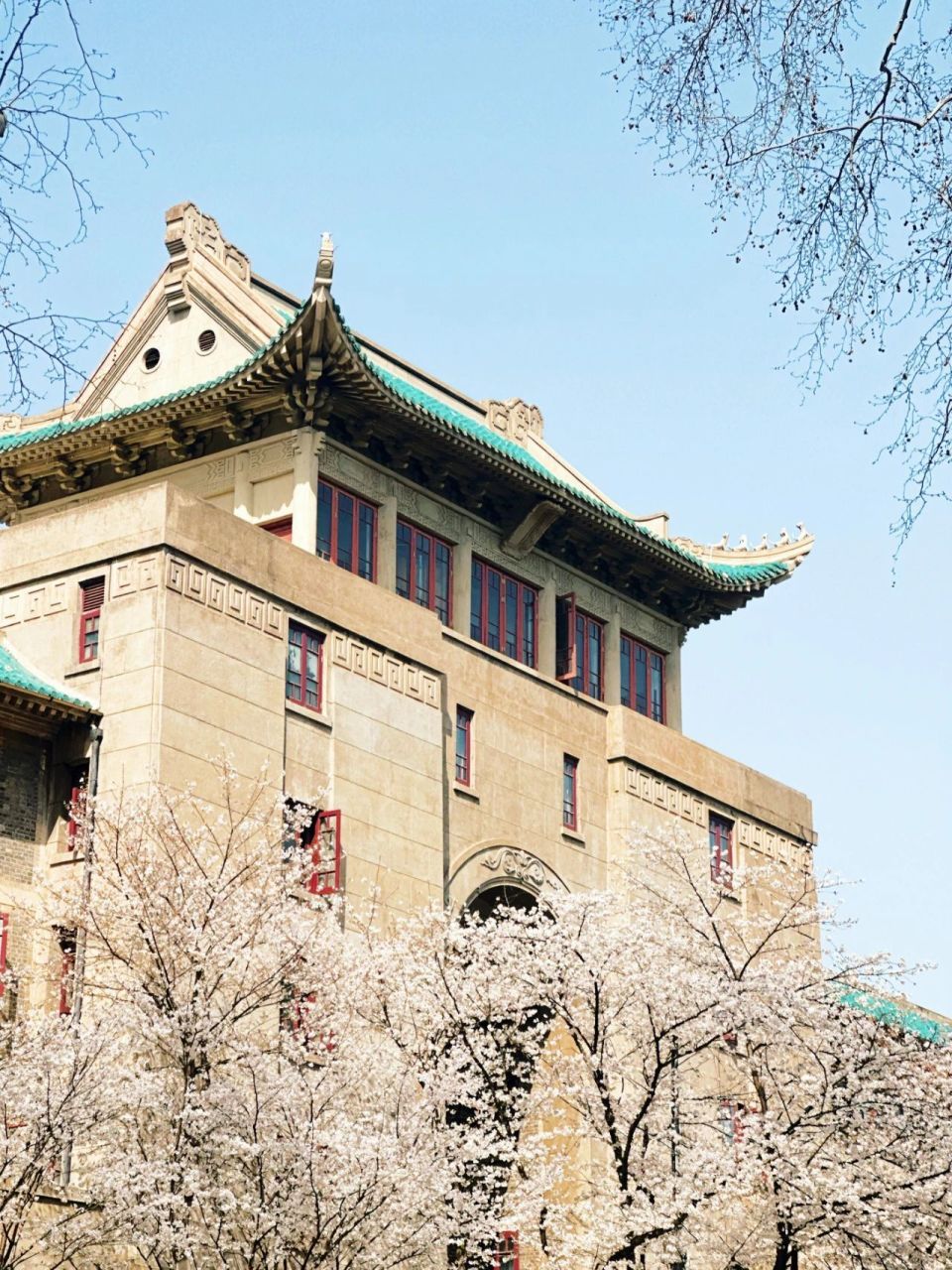 前往校园观赏,拍照一树树樱花吸引了众多游客作为武汉的一张特色春日