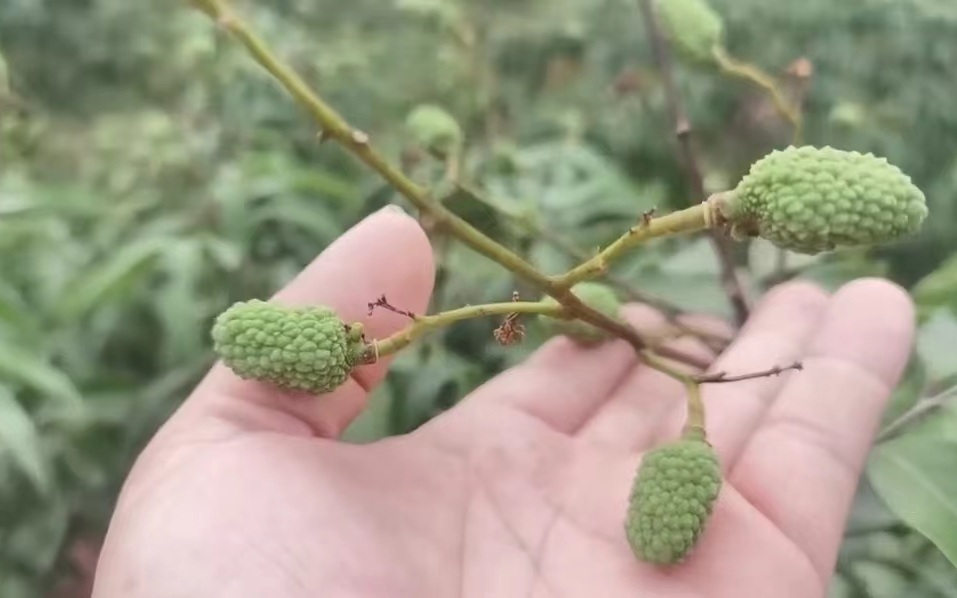 荔枝树成花率普遍较低,他的种植园中,"白糖罂"品种坐果率下降了两三成