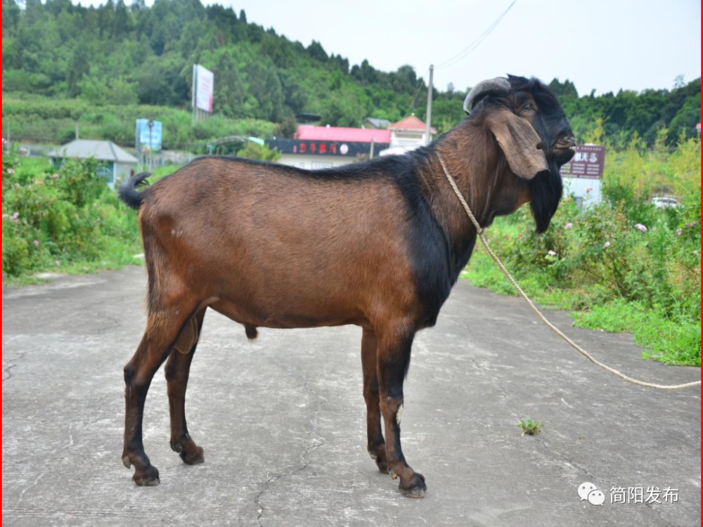 简州大耳羊有了国家级核心育种场!