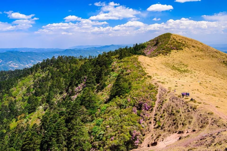 走进大姚小百草岭,赏多彩梦幻的杜鹃花海