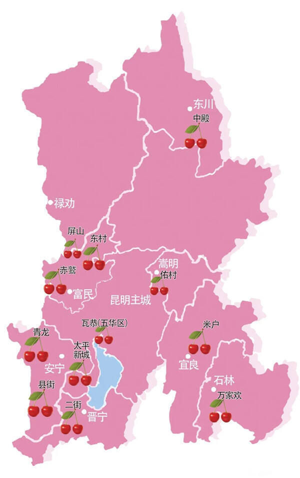 樱桃红了昆明最全采摘攻略来了