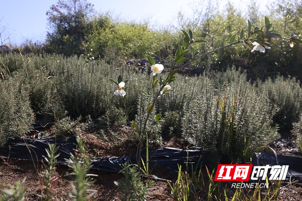 邵陽縣油茶套種迷迭香額外豐收