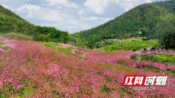 衡阳东洲岛桃花图片