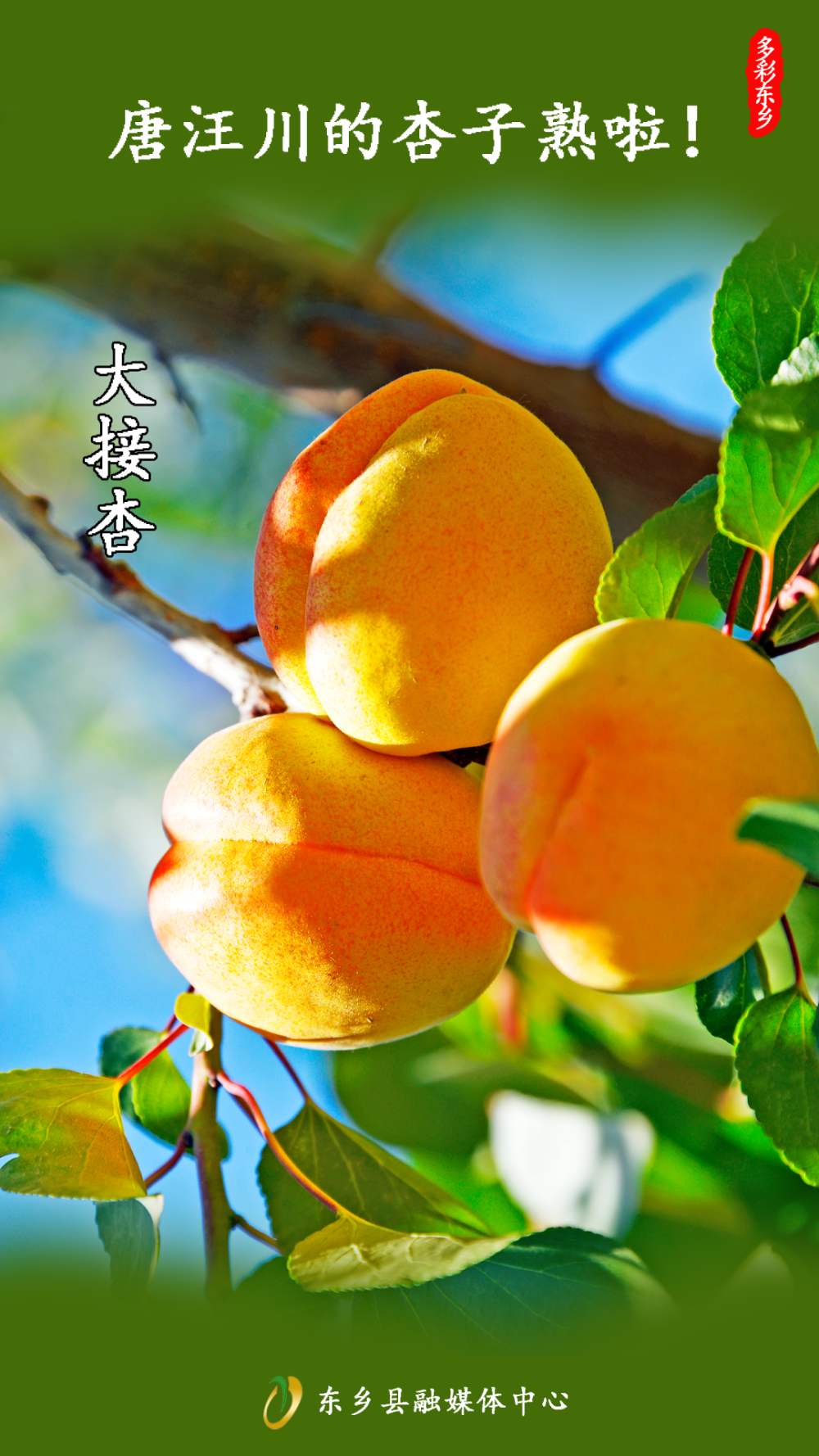 临夏唐汪川杏子图片