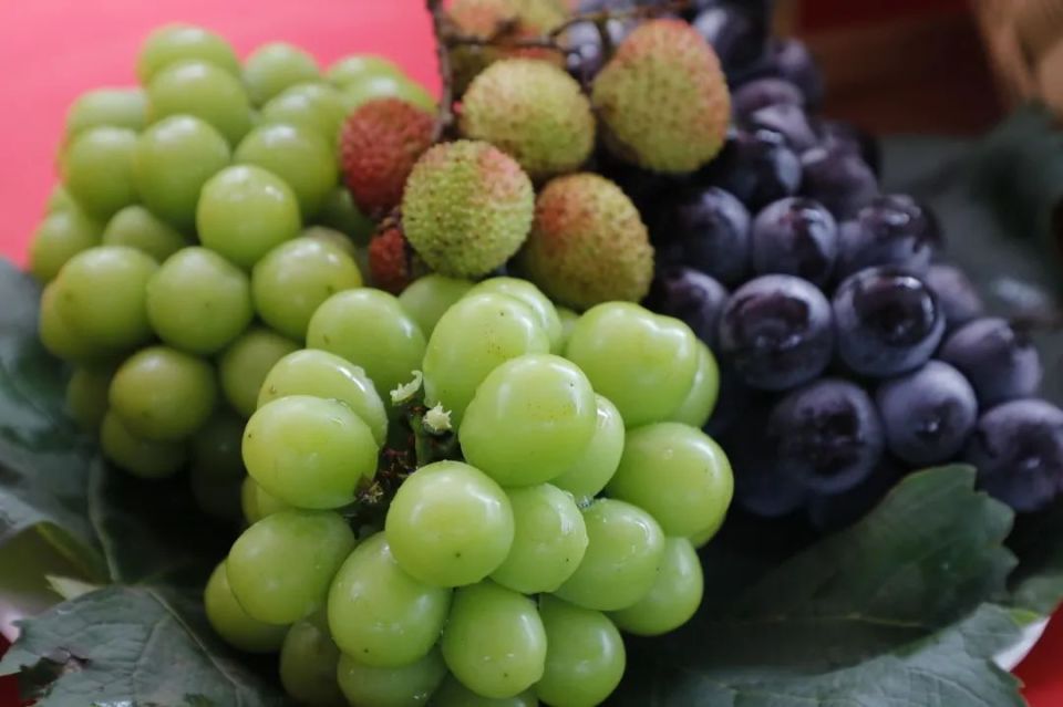 活动现场,葡萄,荔枝,油桃,西瓜等当季新鲜水果深受参会人员的喜爱.