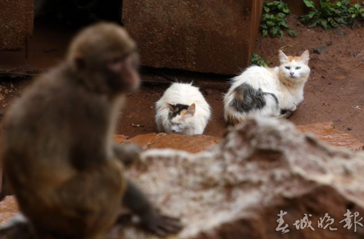 一问到底 | 昆明动物园“猴猫共处”事件6大疑问：猴子曾杀猫？猫数量大减？_腾讯新闻